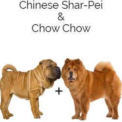 Chow Pei Dog
